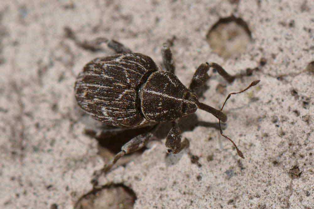 Curculionidae: Mogulones geographicus